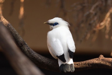 Balistar