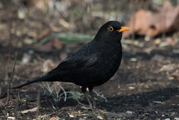 Amsel
