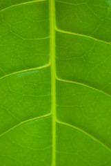 Natural background texture of green leaf