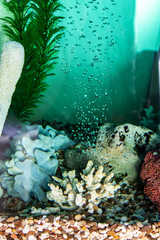 Aeration of water in the aquarium