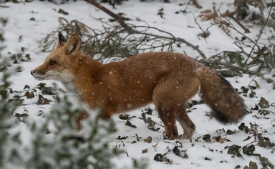 Red fox