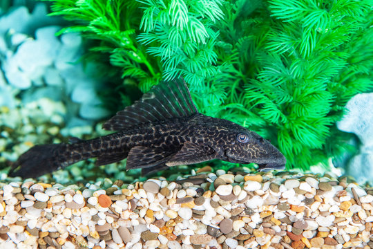 Aquarium catfish (Hypostomus plecostomus) closeup