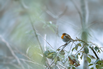 rouge-gorge (Erithacus rubecula)