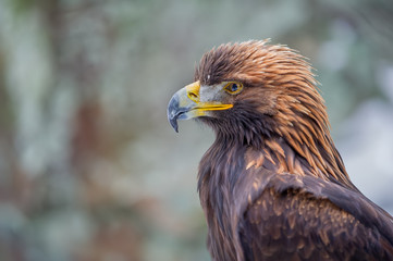 Golden eagle portrait