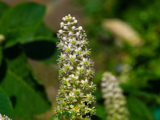 Indian poke or Phytolacca acinosa blossom close-up at flowerbed, selective focus, shallow DOF