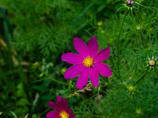 Mexican Aster or Garden cosmos, Cosmos bipinnatus, purple flower close-up, selective focus, shallow DOF