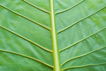 Natural background texture of green leaf