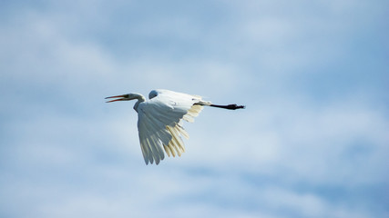 Great white heron, Great egret or Ardea alba portrait in flight against sky, selective focus, shallow DOF