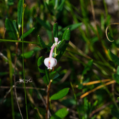 Flower Bog rosemary or Andromeda polifolia close-up, selective focus, shallow DOF