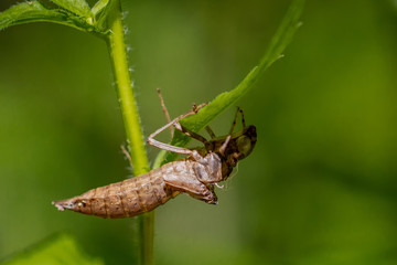 Insect Hatch