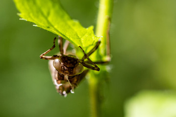 Insect Hatch