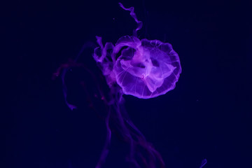 Beautiful jellyfish close up. Chrysaora chinensis. Malaysian sea nettle jellyfish.