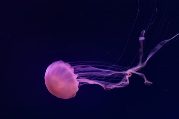 Beautiful jellyfish close up. Chrysaora chinensis. Malaysian sea nettle jellyfish. © silkstocking