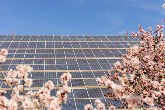 solar panels in field of almond flowers, renewable energy concept, alternative electricity clean energy