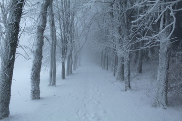 Winter