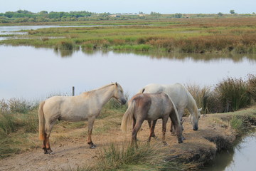 White horses in the botanical and zoological nature reserve of Camargue, France