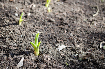 young sprout in the ground close-up