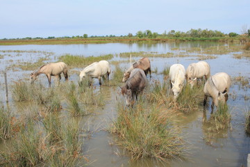 White horses in the botanical and zoological nature reserve of Camargue, France