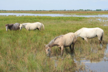 Obraz na płótnie Canvas White horses in the botanical and zoological nature reserve of Camargue, France
