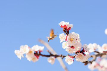 Honey bee fly in almond flower, bee pollinating almond blossoms
