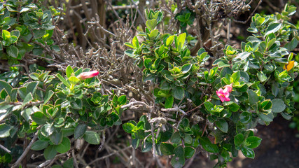 Obraz premium Flowers