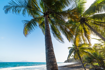 Naklejka na ściany i meble Palm trees in Grande Anse beach in Guadeloupe