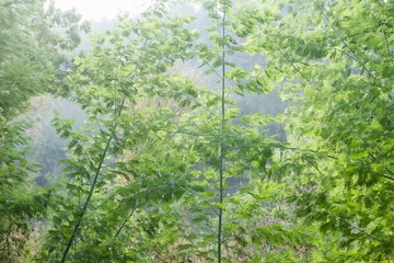 Acacia dealbata or mimosa green foliage