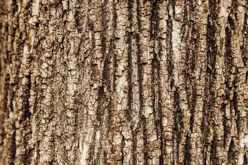 Close-up macro texture of a tree trunk