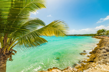 Obraz na płótnie Canvas Palm tree in Sainte Anne beach in Guadeloupe island