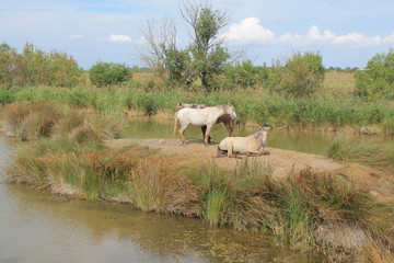 White horses in the botanical and zoological nature reserve of Camargue, France