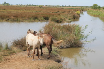 Fototapeta premium White horses in the botanical and zoological nature reserve of Camargue, France