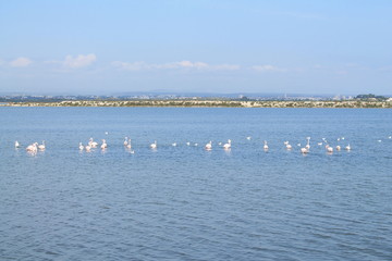 Beautiful Pink flamingos in Camargue pond, botanical and zoological nature reserve in France