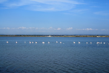 Beautiful Pink flamingos in Camargue pond, botanical and zoological nature reserve in France