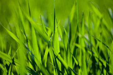 Field of green grass