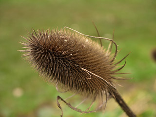 Close up of teasel seed heads