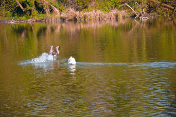 łabędź łabędźie svan swan © Dreamnordno