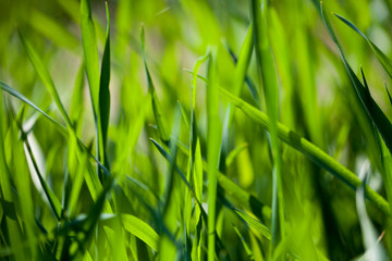 Field of green grass