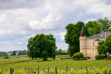 Vines winiarnia grape Vineyards plantacja winogron Francja france saint estephe winorośla