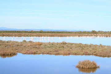 , Beautiful Pink flamingos in Camargue pond, botanical and zoological nature reserve in France