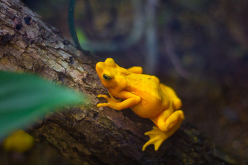 frog on tree