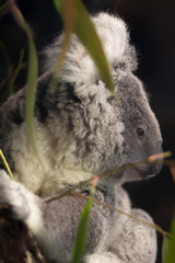 koala in tree