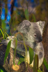 koala in a tree 