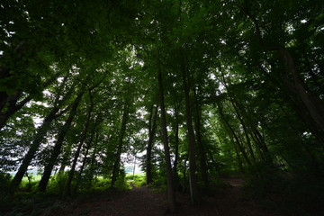 Naklejka premium Natur