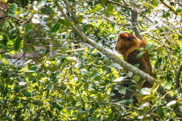 SARAWAK / MALAYSIA / JUNE 2014: Endemic proboscis monkey in the Bako national park