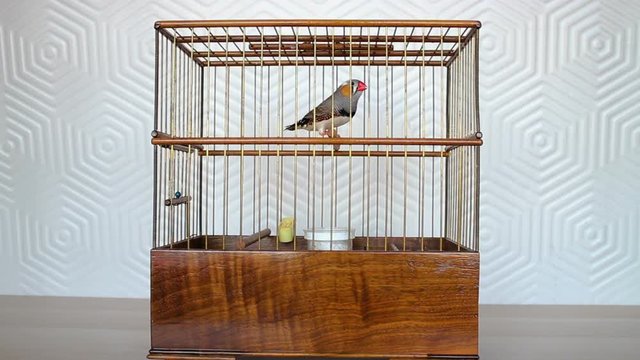 Zebra finch ( Taeniopygia guttata ) bird in wooden bird cage
