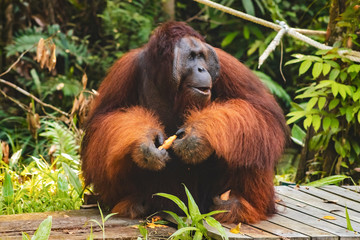 BORNEO / SARAWAK / MALAYSIA / JUNE 2014: Orangutans in the Semenggoh Nature Reserve