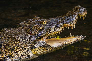 BORNEO / SARAWAK / MALAYSIA / JUNE 2014: Crocodile in the Semenggoh Nature Reserve