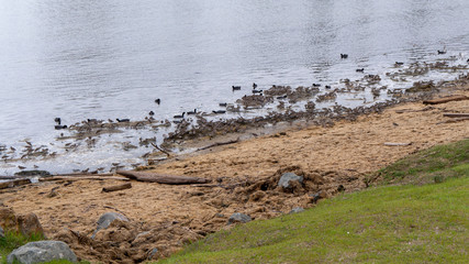Birds at High Tide