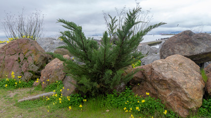 Flora in RipRap