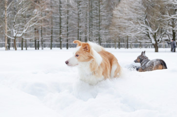 The border collie. Young energetic dog walks. Walking outdoors in the winter.  How to protect your pet from hypothermia. 